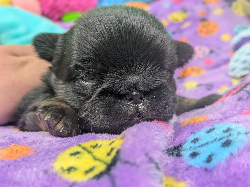 L’As Aux Mille Griffes - Chiots disponibles - Griffon belge