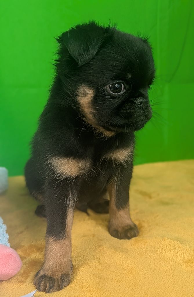 L’As Aux Mille Griffes - Chiots disponibles - Griffon belge
