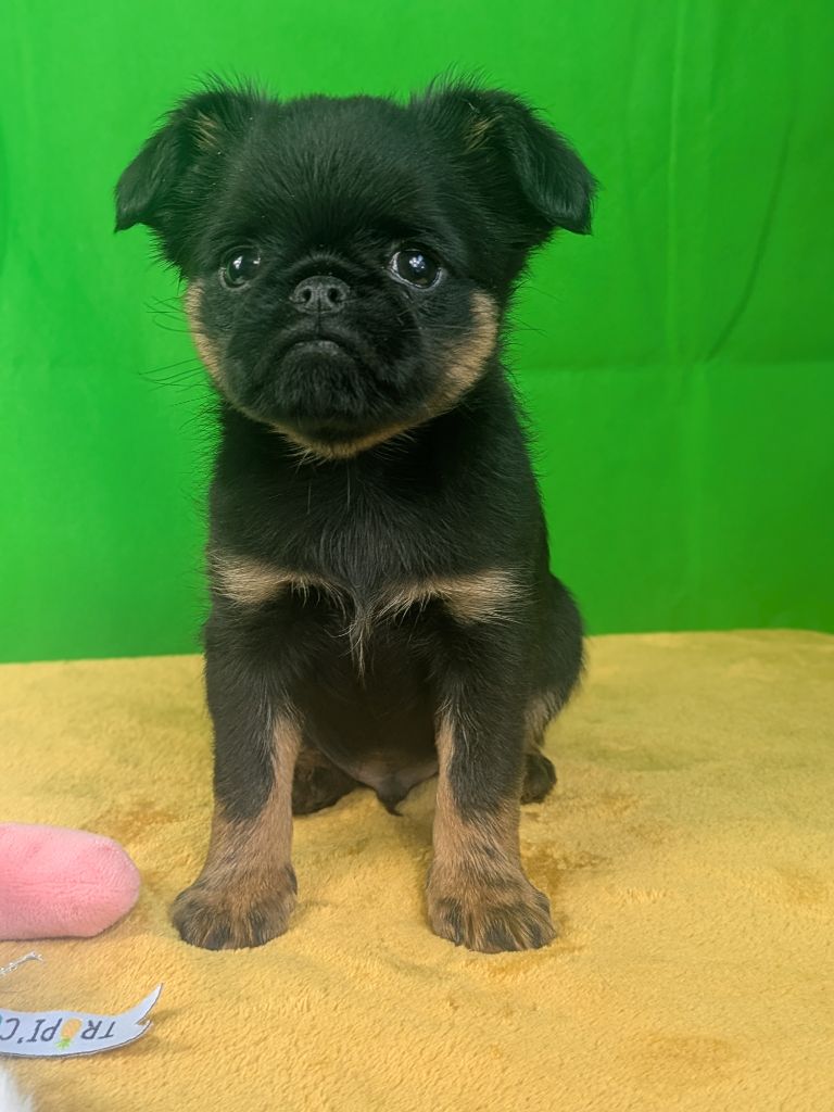 L’As Aux Mille Griffes - Griffon belge - Portée née le 03/05/2025