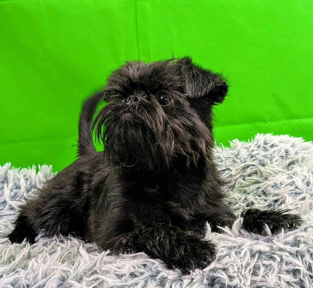 L’As Aux Mille Griffes - Chiots disponibles - Griffon belge