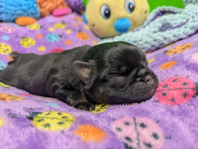 Albert 